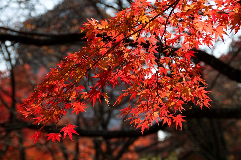 1021_彦根城_滋賀