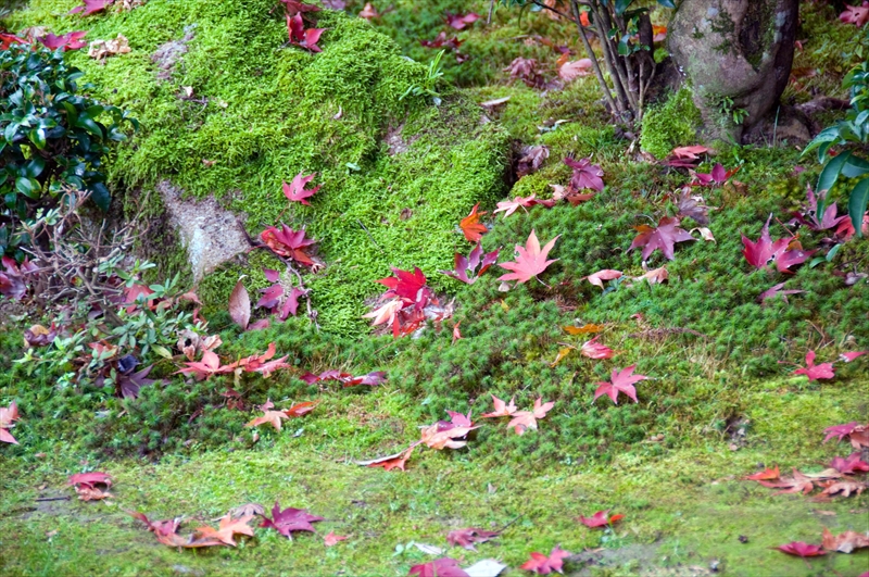 1027_西明寺_滋賀