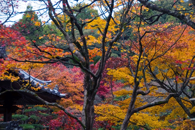 1031_西明寺_滋賀