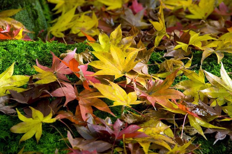 1033_西明寺_滋賀