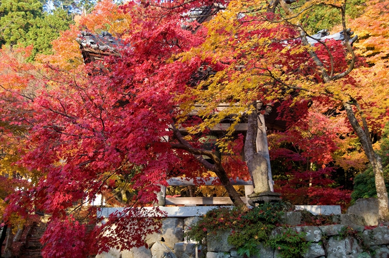 1035_東光寺_滋賀