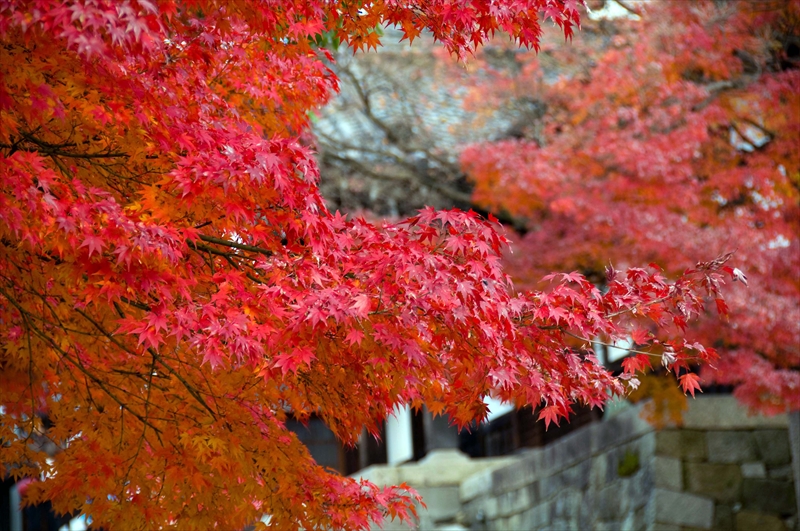 1021_洛東 金戒光明寺_京都