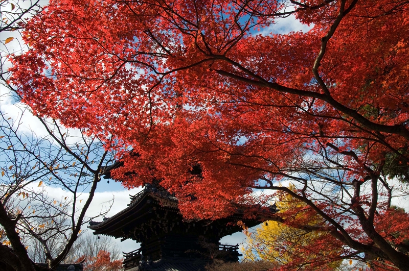 1089_洛東 真正極楽寺 (真如堂)_京都