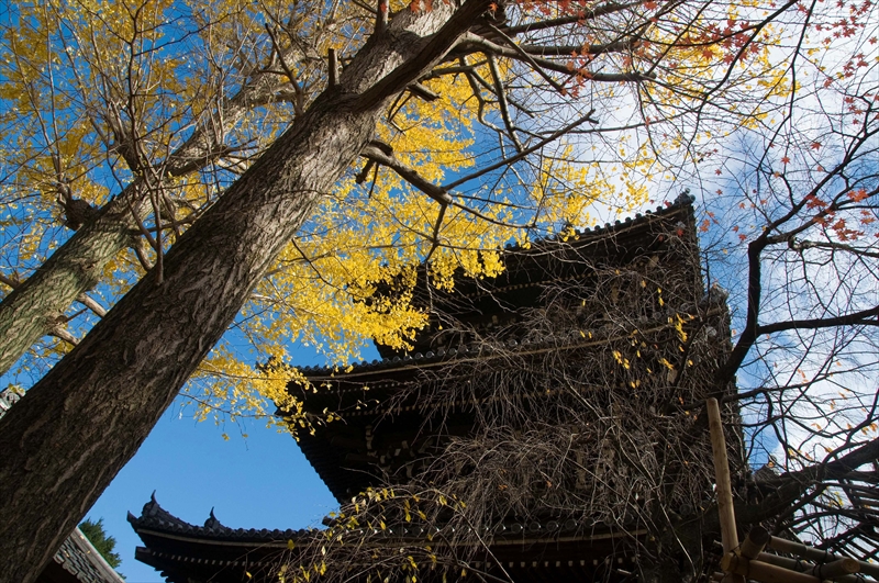 1090_洛東 真正極楽寺 (真如堂)_京都