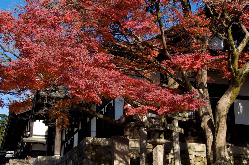 1022_洛東 金戒光明寺_京都