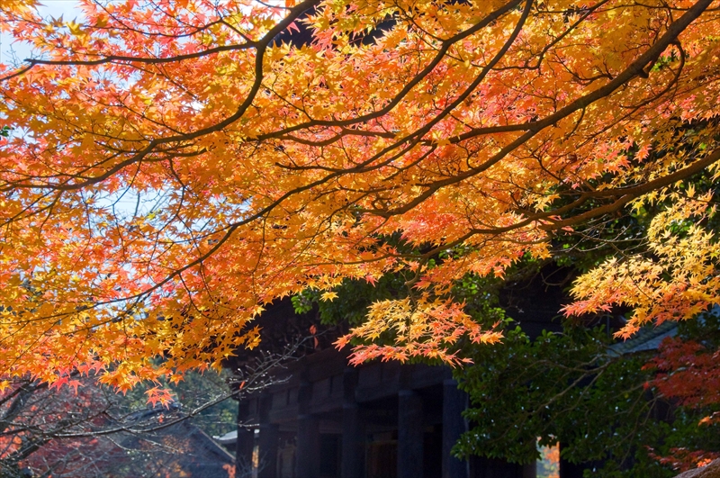 1034_洛東 南禅寺_京都
