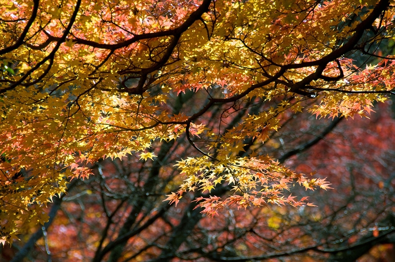 1093_洛東 真正極楽寺 (真如堂)_京都