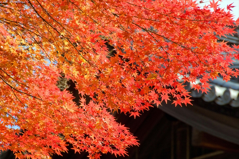 1094_洛東 真正極楽寺 (真如堂)_京都