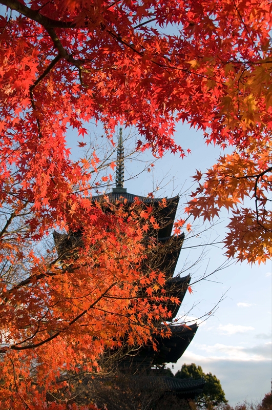 1127_洛中 東寺_京都