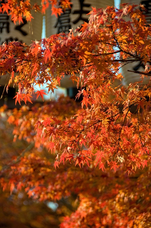 1005_京都 長岡天満宮_京都