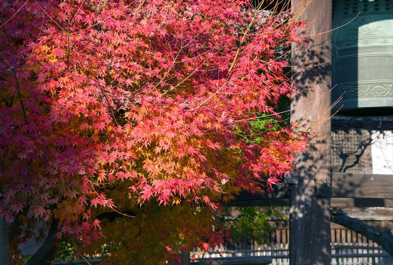1156_洛中 乙訓寺_京都