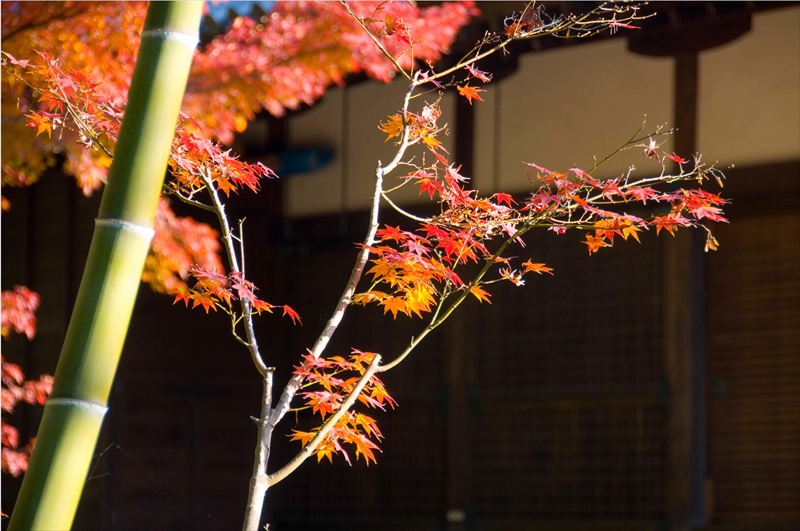 1158_洛中 乙訓寺_京都