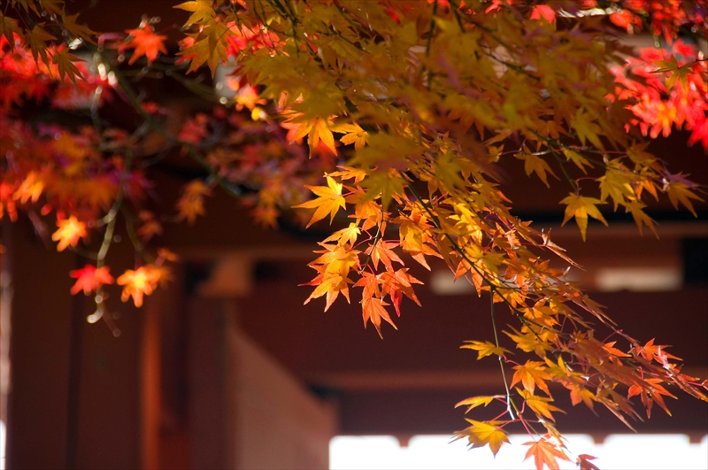 1160_洛中 乙訓寺_京都