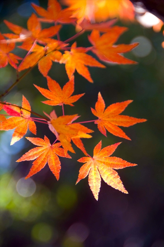 1161_洛中 乙訓寺_京都