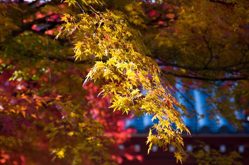 1162_洛中 乙訓寺_京都