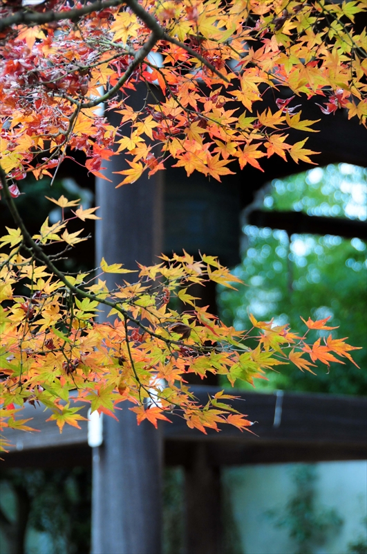 1037_洛北 三千院_京都