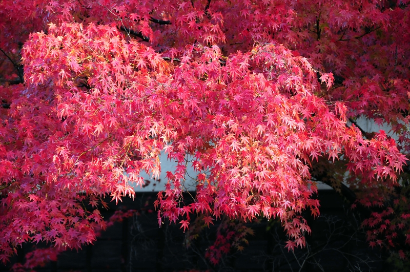 1045_倉敷美観地区_岡山