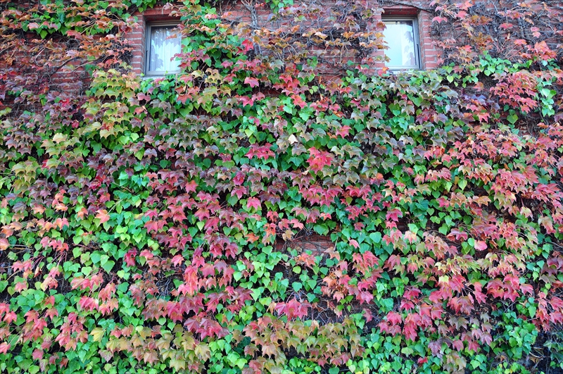 1053_倉敷美観地区_岡山