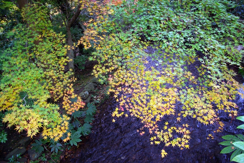 1010_洛北 蓮華寺_京都