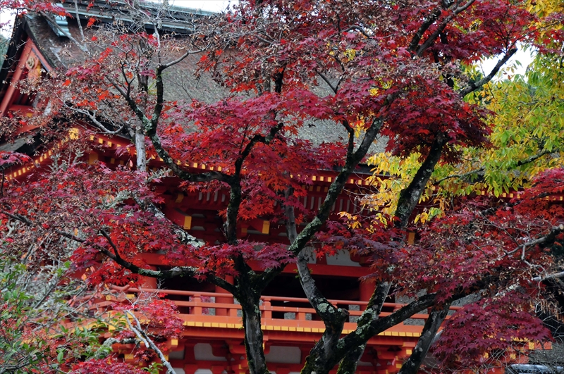 1074_洛北 下賀茂神社_京都