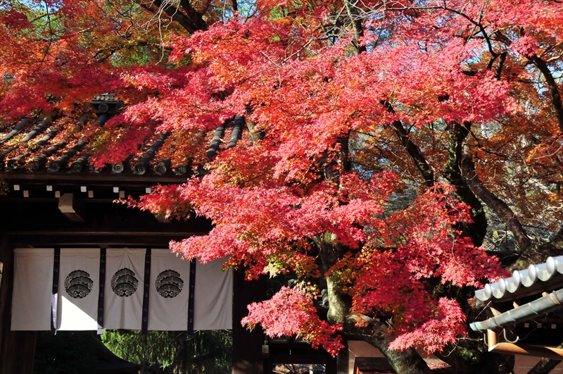 1011_洛北 今宮神社_京都