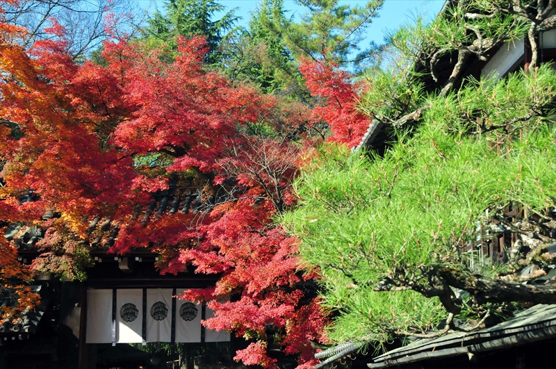 1012_洛北 今宮神社_京都