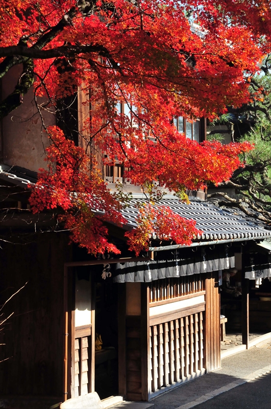1015_洛北 今宮神社_京都