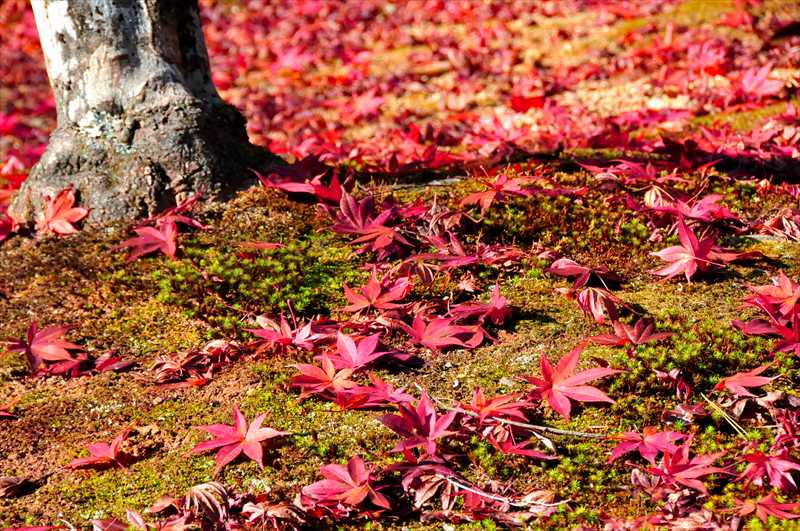 1011_游愁の美_日本