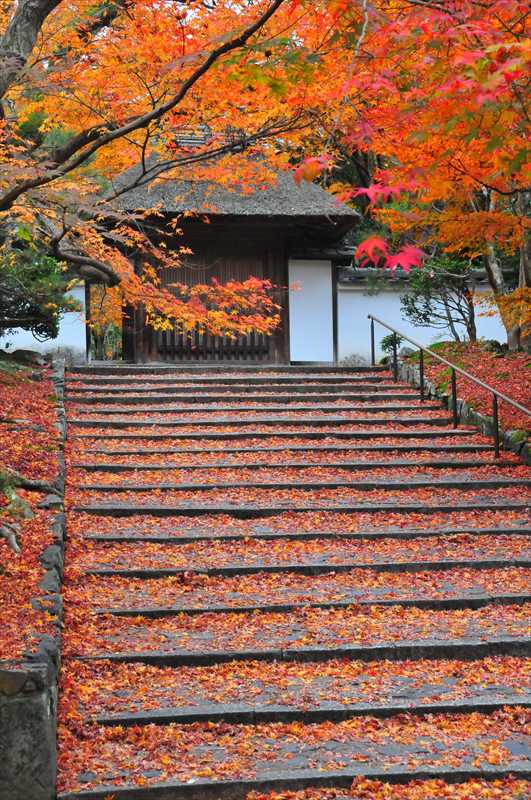 1124_洛東 安楽寺_京都