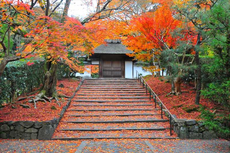 1125_洛東 安楽寺_京都