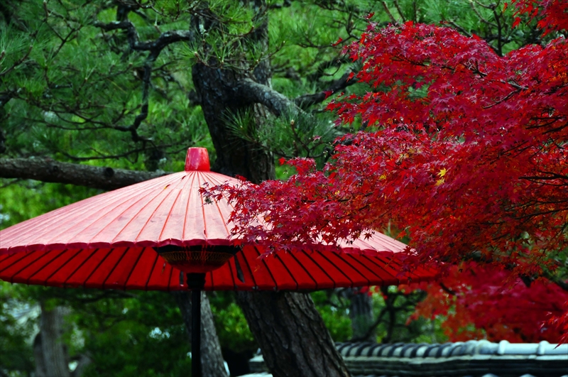 1039_奈良公園_奈良