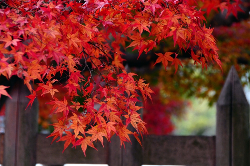 1040_奈良公園_奈良