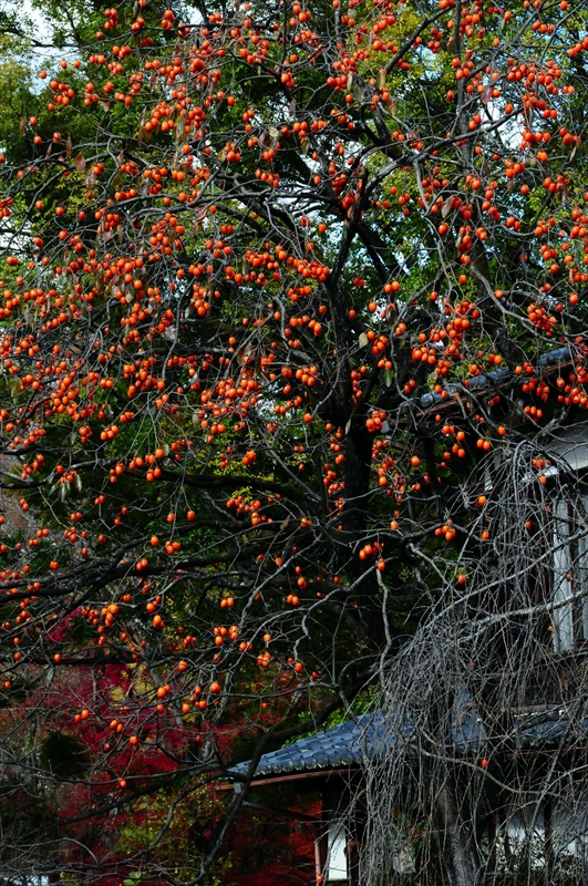 1042_奈良公園_奈良