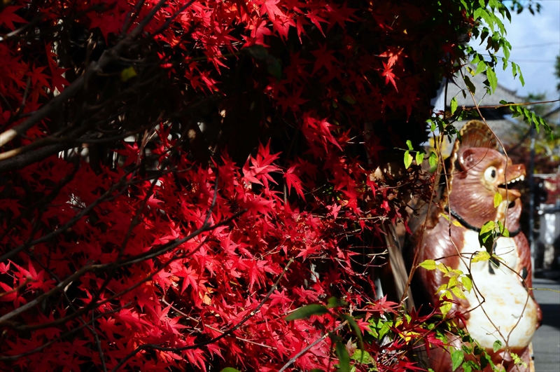 1043_奈良公園_奈良