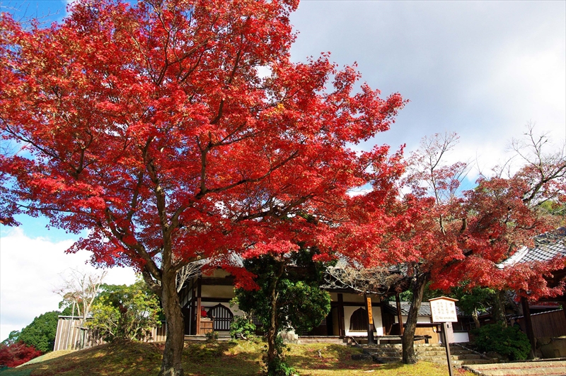 1044_奈良公園_奈良