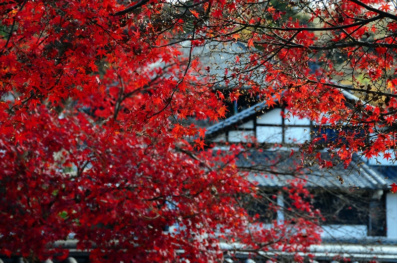 1048_奈良公園_奈良