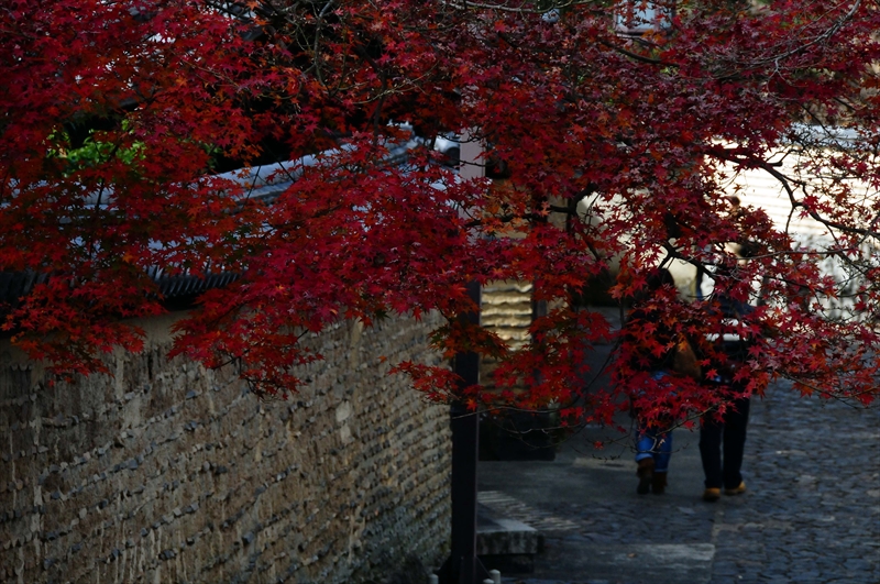 1049_奈良公園_奈良