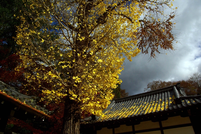 1050_奈良公園_奈良