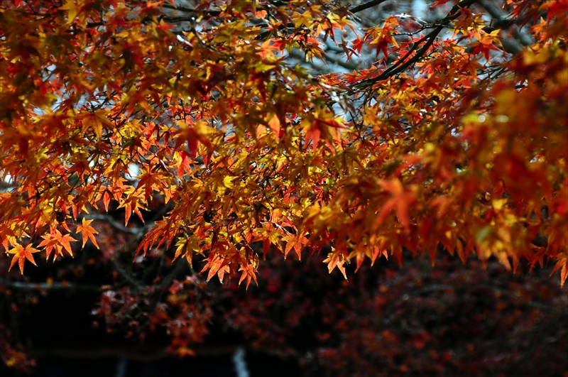 1052_奈良公園_奈良