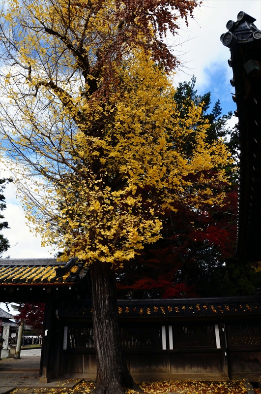 1054_奈良公園_奈良