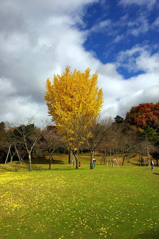 1055_奈良公園_奈良