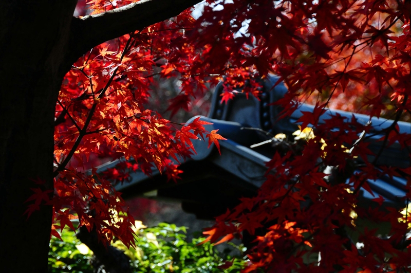 1069_奈良公園_奈良