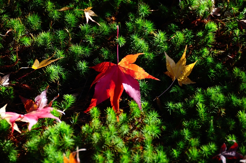 1079_奈良公園_奈良