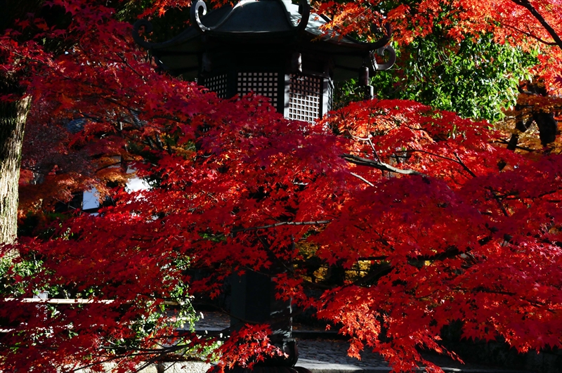 1080_奈良公園_奈良