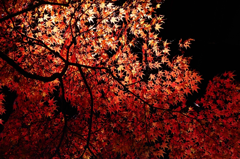 1083_奈良公園_奈良