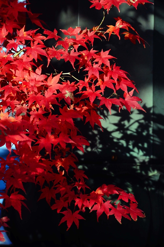 1084_奈良公園_奈良