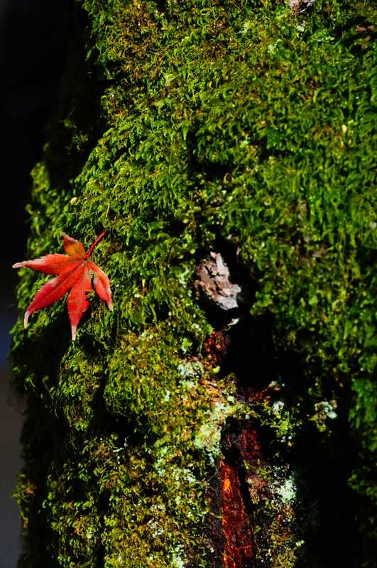 1001_修善寺_静岡