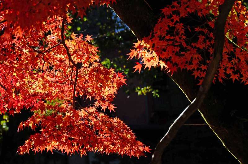 1005_修善寺_静岡