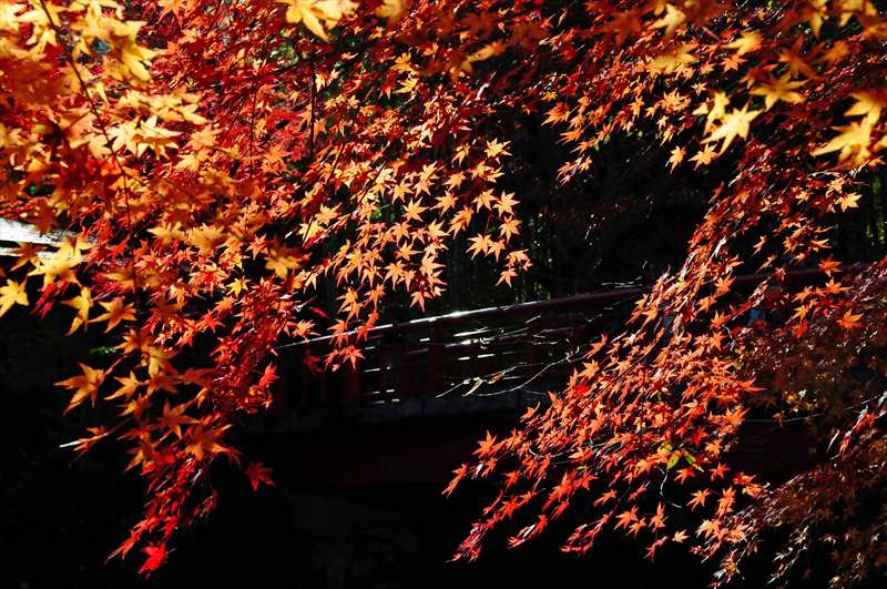 1008_修善寺_静岡