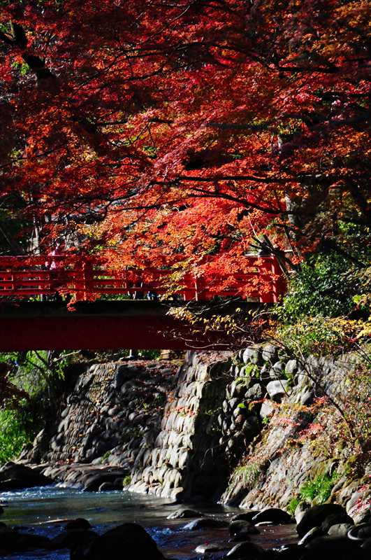 1009_修善寺_静岡